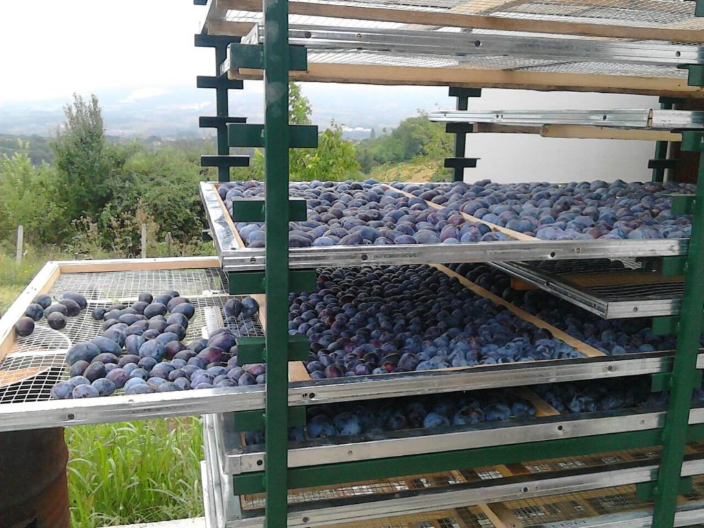 Oraščanka se pravi od najboljih komada šljive sorte stanley
